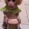 Monkeys 20