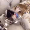 Monkeys 23