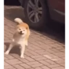 Animales Tiktok Viral 🐱🐈🐈‍⬛ 15