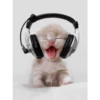 Gatos lol - tiktok 😹 15