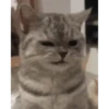 Gatos lol - tiktok 😹 16