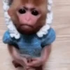 Monkeys 22