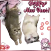 Happy New Year! 9-6
