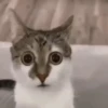 Gatos lol - tiktok 😹 17