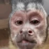 Monkeys 21