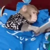 Monkeys 9