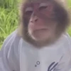 Monkeys 15