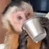 Monos. | @ocenferios  Haki. 10