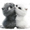 Amor Gatuno💗💞1🇵🇪Movi 23
