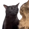 Animales Tiktok Viral 🐱🐈🐈‍⬛ 16