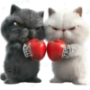 Amor Gatuno💗💞1🇵🇪Movi 24