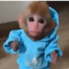 Monkeys 18