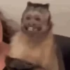 Monkeys 16