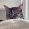 Gatos lol - tiktok 😹 19