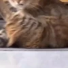 Cats and Dogs🐱💙🐶 30