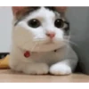 Gatitoooos 29