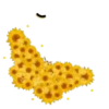 Подсолнухи 5