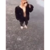 Maier Animated Monkeys 5