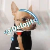 🍷🐕Perrito En Efecto2🐕🍷 5