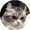 gatitos mov 6
