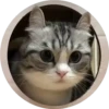 gatitos mov 7