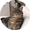 gatitos mov 8