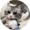 gatitos mov 9