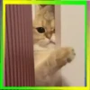 Gatos😺💞4🇵🇪Movi 5
