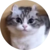 gatitos mov 10