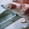 GATOS ANIMADOS 2 6