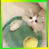 Gatos😺💞4🇵🇪Movi 6
