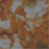 🎃вιEиνEиι∂σ σ¢тυвRE 🍂 10