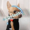 🍷🐕Perrito En Efecto2🐕🍷 7