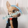 🍷🐕Perrito En Efecto2🐕🍷 8