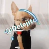 🍷🐕Perrito En Efecto2🐕🍷 9