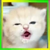 Gatos😺💞4🇵🇪Movi 10