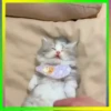 Gatos😺💞4🇵🇪Movi 11