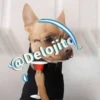 🍷🐕Perrito En Efecto2🐕🍷 13