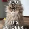 🎃вιEиνEиι∂σ σ¢тυвRE 🍂 15