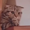 GATOS ANIMADOS 2 10