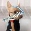 🍷🐕Perrito En Efecto2🐕🍷 16