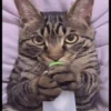 GATOS ANIMADOS 2 11
