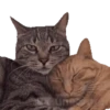 gatos animados 6