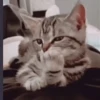 gatos animados 7