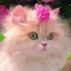 Gatos😺💞5🇵🇪Movi 11