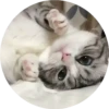 gatitos mov 11