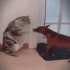 gatos animados 8
