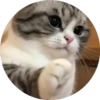 gatitos mov 12