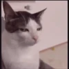 gatos animados 9