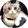 gatitos mov 13
